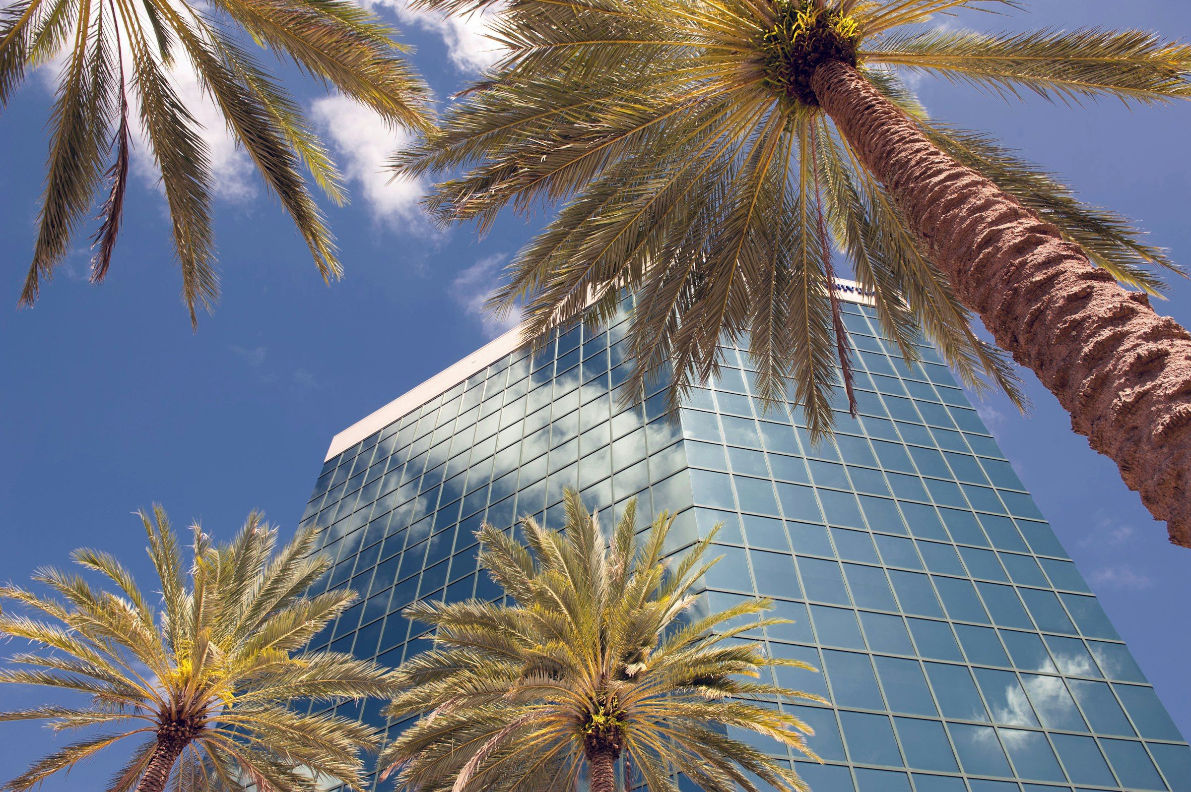 Modern office building with palm trees